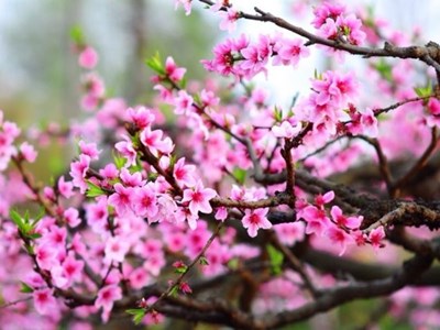 Những cây hoa Tết nào là xu hướng năm Bính Ngọ 2026?