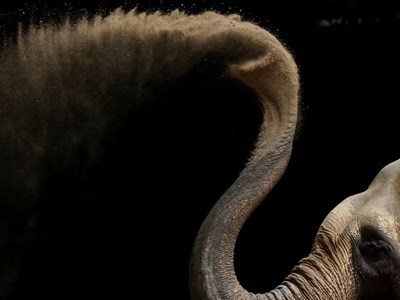 Vì sao vòi voi có hàng nghìn sợi râu? Câu trả lời từ nghiên cứu mới