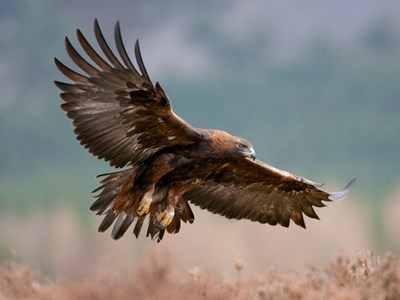 Đại bàng vàng có thể được tái thả tại Anh sau hơn 150 năm