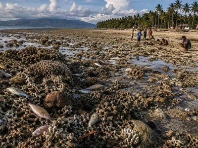 Động đất ở Philippines làm đáy biển nâng lên 2m, san hô chết hàng loạt