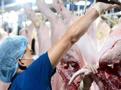 Giá heo hơi hôm nay 16.10: Miền Bắc và miền Nam giảm nhẹ, miền Trung giữ ổn định