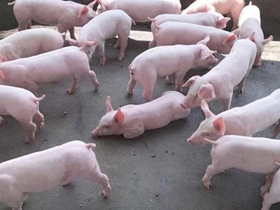 Giá heo hơi hôm nay 17.10: Thị trường trầm lắng, giá đi ngang trên cả nước
