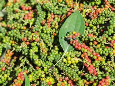 Giá tiêu hôm nay 22.10: Tiếp tục neo ở mức cao, thị trường ổn định