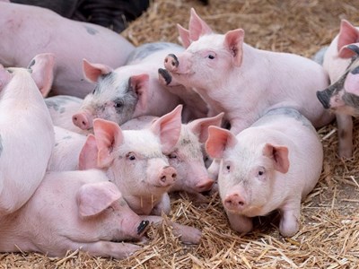 Giá heo hơi hôm nay 22.10: Tăng nhẹ ở hai miền Bắc – Nam, miền Trung đi ngang