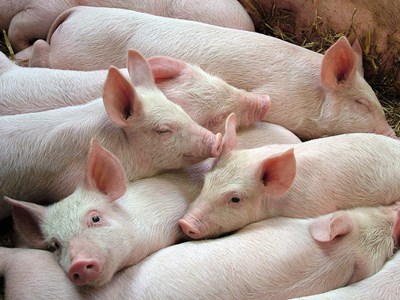 Giá heo hơi hôm nay 26.10: Trầm lắng phiên cuối tuần, giá đi ngang trên cả ba miền