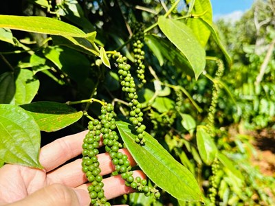 Giá tiêu hôm nay 7.11: Giữ ổn định, cao nhất 147.000 đồng/kg