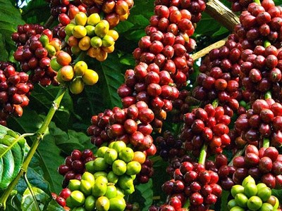 Giá cà phê hôm nay 27.10: Ổn định đầu tuần, dao động quanh 116.500 đồng/kg