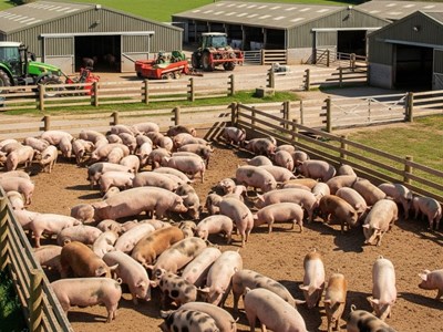 Giá heo hơi hôm nay 28.10: Ổn định trên cả ba miền, thị trường trầm lắng