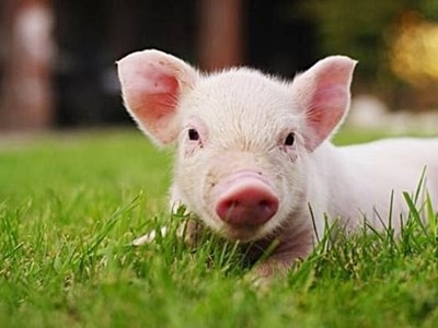 Giá heo hơi hôm nay 30.10: Miền Trung giảm nhẹ, hai miền còn lại ổn định