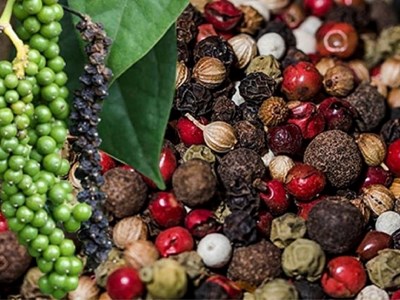 Giá tiêu hôm nay 30.10: Tăng mạnh 1.000 đồng/kg, tiến sát ngưỡng 146.000 đồng/kg