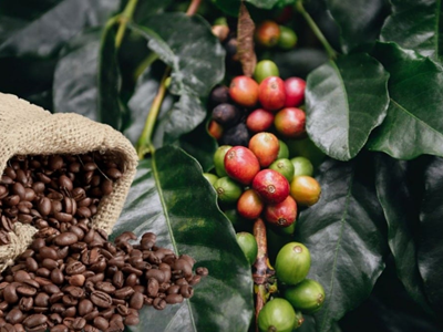 Giá cà phê hôm nay 13.11: Tiếp tục giảm nhẹ ở nhiều vùng trọng điểm