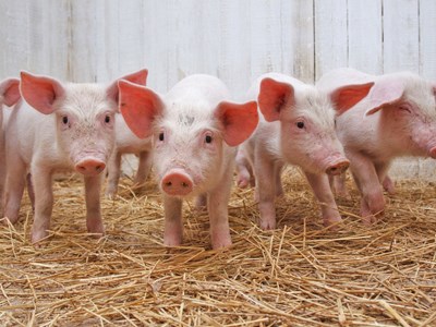 Giá heo hơi hôm nay 15.11: Thị trường đi ngang trên cả nước
