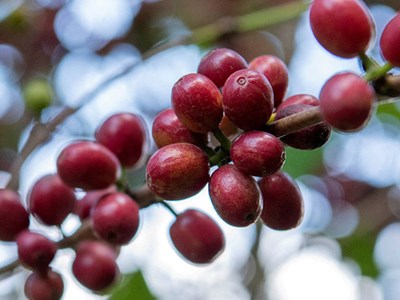 Giá cà phê hôm nay 16.11: Tiếp tục giảm sâu, xuống mức thấp nhất trong tuần