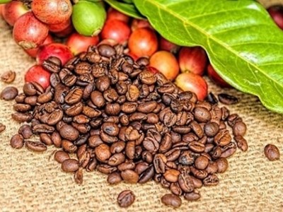 Giá cà phê hôm nay 21.11: Giảm mạnh sau hai ngày tăng tốc