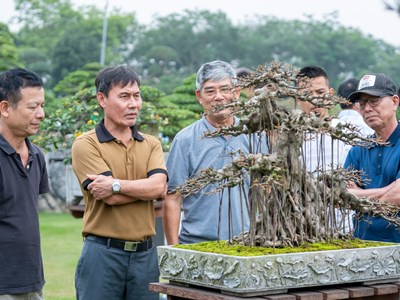 Triển lãm Nghệ thuật Bonsai 2026: Dấu ấn quy mô và tầm nhìn trong hành trình tôn vinh sinh vật cảnh Việt Nam