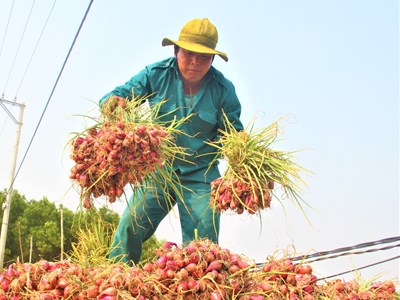 “Thủ phủ” hành tím Quảng Ngãi vào mùa thu hoạch