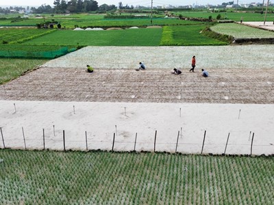 Nghề trồng hành tỏi ở đảo Lý Sơn