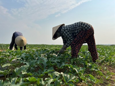 “Du mục” trồng dưa