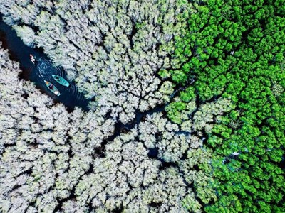 Phát triển du lịch sinh thái dưới tán rừng ngập mặn
