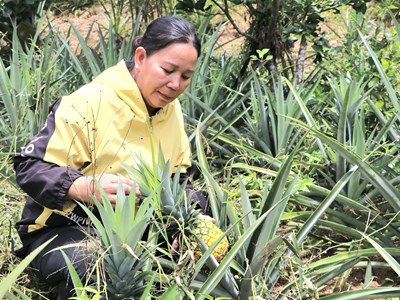 Đồng bào Cadong phát triển kinh tế từ trồng cây dứa 