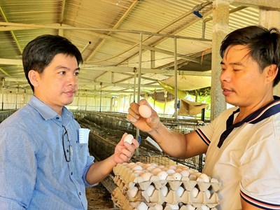 Thành công từ mô hình nuôi gà ác đẻ trứng