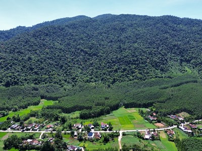 Giữ rừng dầu rái mãi xanh