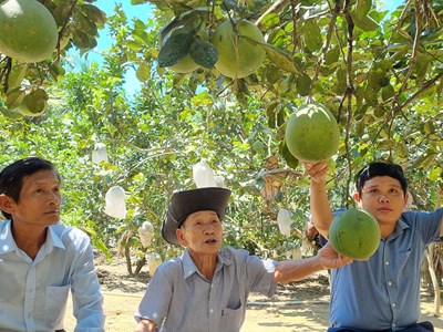 Thu nhập ổn định nhờ trồng bưởi theo hướng hữu cơ