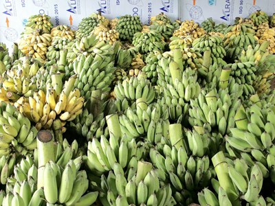 Đồng bào Cadong phát triển kinh tế từ cây chuối mốc