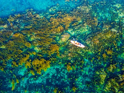 Bảo tồn rong mơ và hệ sinh thái biển ven bờ gắn với sinh kế bền vững