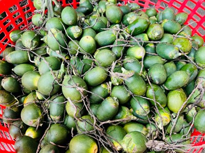 Nông dân cần cẩn trọng với giá cau tăng kỷ lục