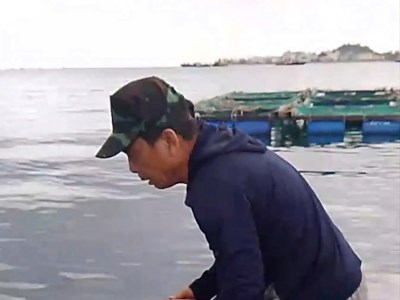 Lý Sơn thả rùa biển quý hiếm về với môi trường tự nhiên