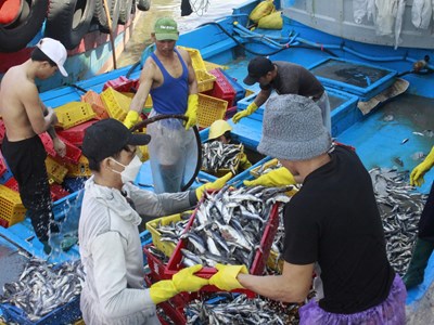 Ngư dân Quảng Ngãi hối hả đưa thuyền vào bờ tránh bão số 6