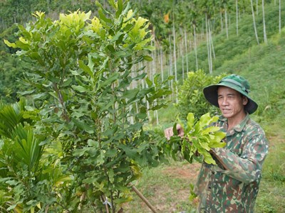 Phát triển các mô hình nông nghiệp hiệu quả ở miền núi Quảng Ngãi