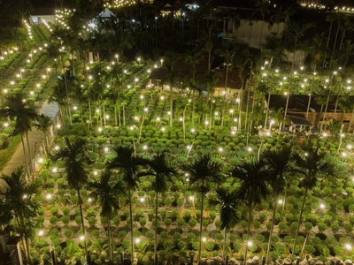 Chong đèn “nuôi” hoa Tết