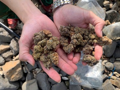 Phát hiện loại thảo mộc nghi chất ma túy trên bờ biển Quảng Ngãi