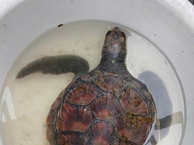 Quảng Ngãi tiếp nhận và thả động vật biển quý hiếm về môi trường tự nhiên