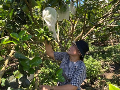 Quảng Ngãi đa dạng hóa sản xuất nông nghiệp để phát triển vùng DTTS, miền núi