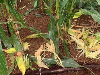 Xuất hiện đàn khỉ phá hoại hoa màu người dân ở Quảng Ngãi