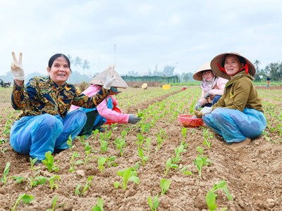 Kỳ vọng vụ rau Tết thắng lợi