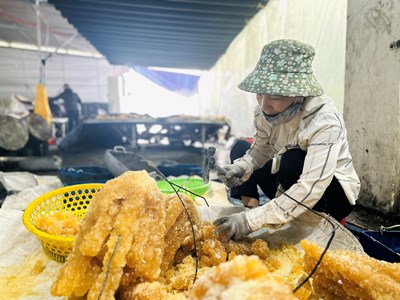 “Giữ lửa” nghề làm đường phèn truyền thống