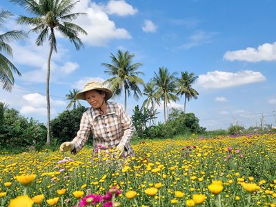 Xuân về rực rỡ trên cánh đồng hoa