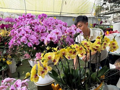 Đa dạng thị trường hoa, cây cảnh phục vụ Tết