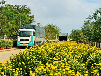 Nhộn nhịp ở làng hoa cúc Tết