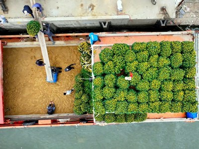 Chở Tết ra đảo Lý Sơn