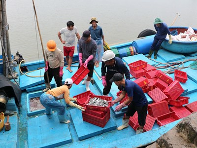 Ngư dân Quảng Ngãi hối hả cập bến phiên biển cuối năm