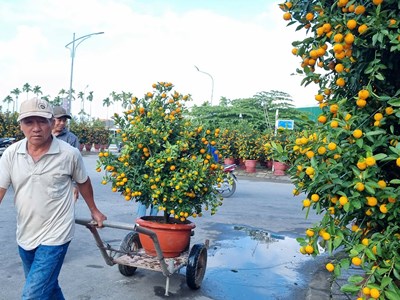Chợ hoa, cây cảnh Tết ở Quảng Ngãi vắng người mua