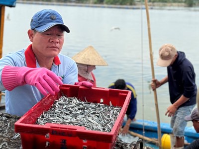Ngư dân Quảng Ngãi trúng đậm cá cơm ngày cận Tết