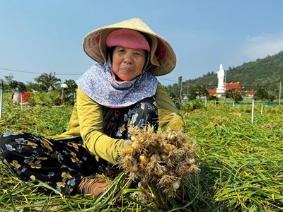 “Vương quốc tỏi” Lý Sơn vào vụ thu hoạch
