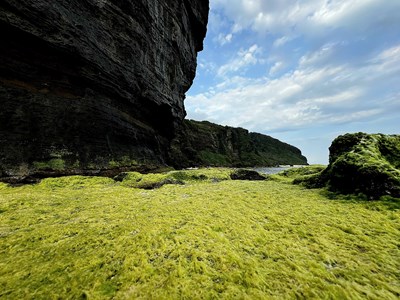 Mùa rêu phủ xanh trên trầm tích núi lửa Lý Sơn