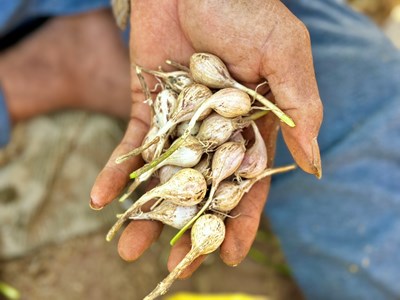 Tỏi “cô đơn” đặc sản quý hiếm ở đảo Lý Sơn